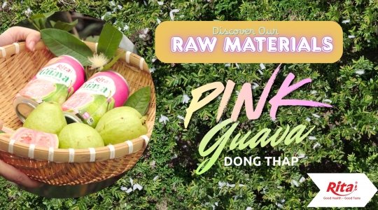 Rita Visits a Guava Farm in Dong Thap to Explore Fresh Fruit Sourcing