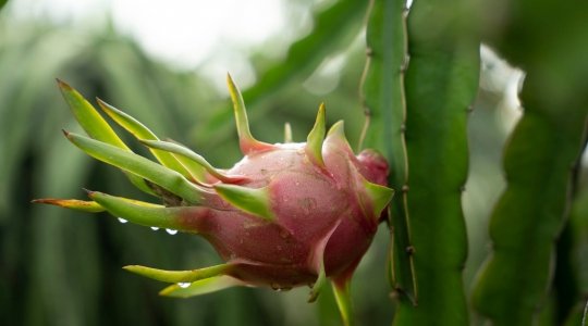 Rita’s Dragon Fruit Raw Material Area in Binh Thuan